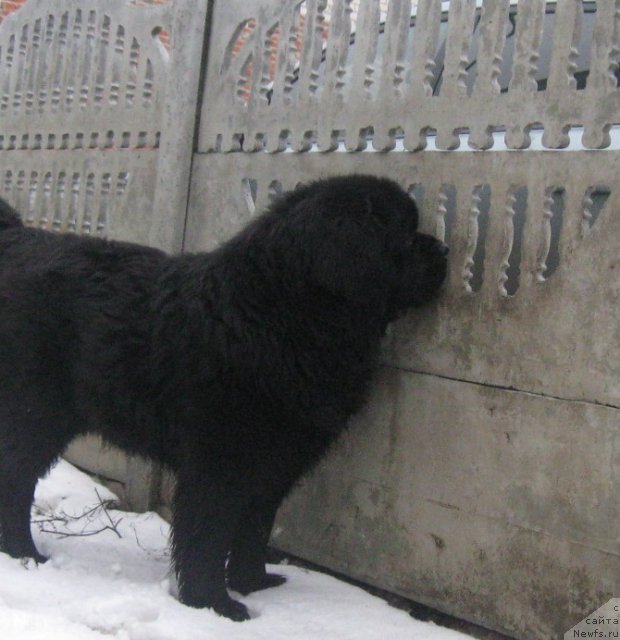 Фото: ньюфаундленд Чумак Большой Малыш (Chumak Bolshoj Malysh)