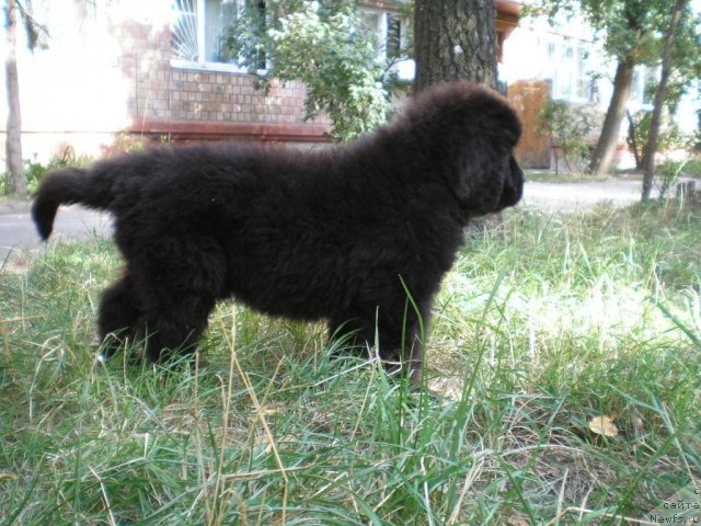 Фото: ньюфаундленд Чумак Большой Малыш (Chumak Bolshoj Malysh)