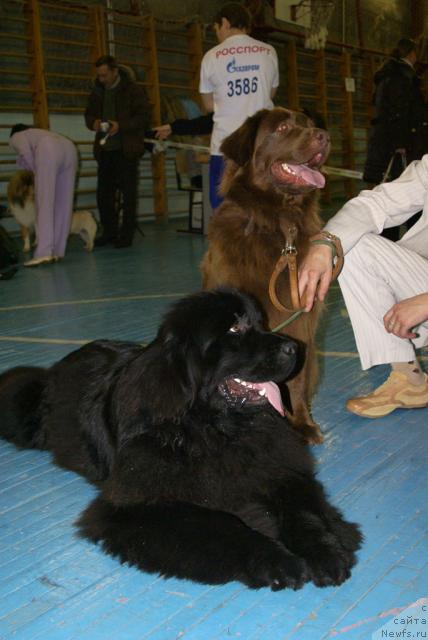 Фото: ньюфаундленд Юган с Тоянова Городка (Ygan s Toyanova Gorodka), ньюфаундленд Лесная Сказка Изольда