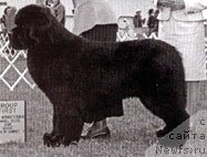 Фото: ньюфаундленд Onyxbay's Winter Warlock