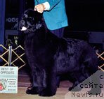 Фото: ньюфаундленд Pouch Cove's Northern Spirit