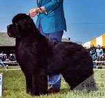 Фото: ньюфаундленд Pouch Cove's Dark Horse