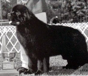 Фото: ньюфаундленд Numas Incumbent at Pouch Cove