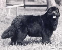 Фото: ньюфаундленд Tabus Pooh Bearabella