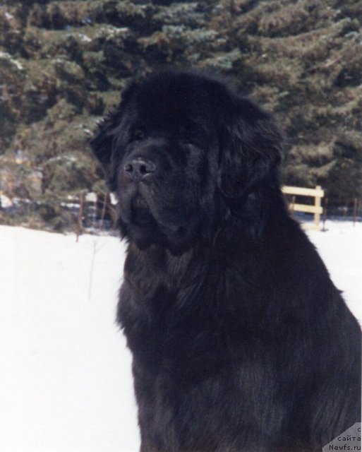 Фото: ньюфаундленд Tabus Bellefleur Seabrook