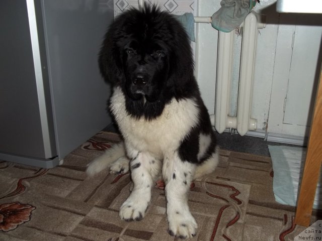 Фото: ньюфаундленд Жан Конкистадор