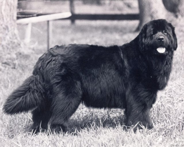 Фото: ньюфаундленд Tabus Pooh Bearabella