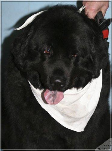 Фото: ньюфаундленд Смигар Ефертити Египетская Жрица