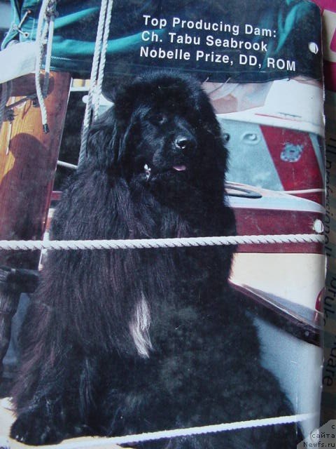 Фото: ньюфаундленд Tabus Seabrook Nobelle Prize