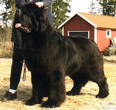 Фото: ньюфаундленд Pouch Cove's Foreman at Owasco