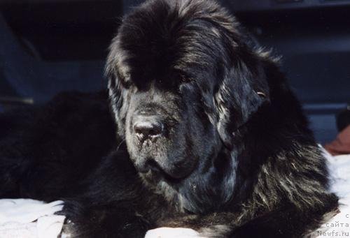 Фото: ньюфаундленд Pouch Cove's Rendition