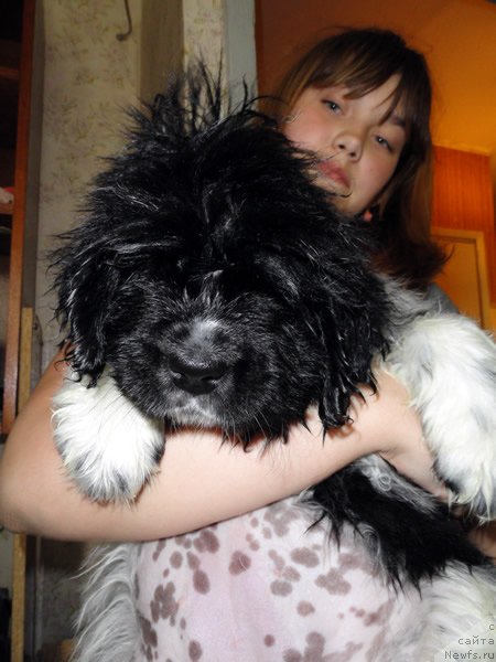 Фото: ньюфаундленд Питерньюф И Дид Ит Агаин (Piternyuf I Did It Again)