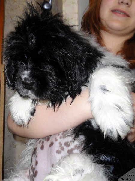 Фото: ньюфаундленд Питерньюф И Дид Ит Агаин (Piternyuf I Did It Again)