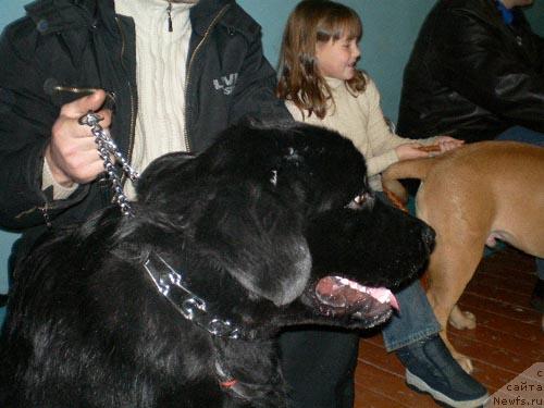 Фото: ньюфаундленд Адмирал