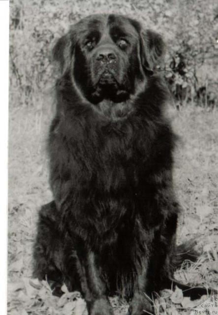 Фото: ньюфаундленд Улисента Ла Фан