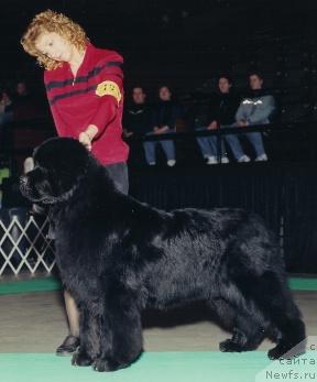 Фото: ньюфаундленд And I'm Great To Be Back