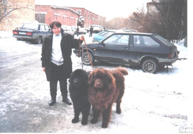 Фото: ньюфаундленд Обуш Шед Прайс, ньюфаундленд Обуш Шед Симона