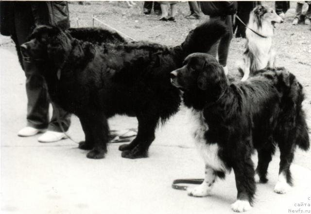 Фото: ньюфаундленд Цара, ньюфаундленд Циллор Оулулу