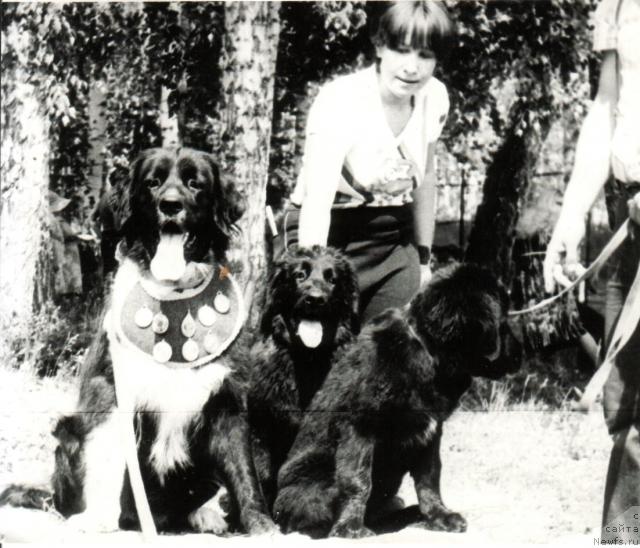 Фото: ньюфаундленд Цара