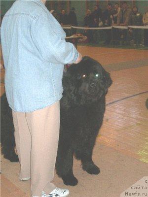 Фото: ньюфаундленд Смигар Ефертити Египетская Жрица