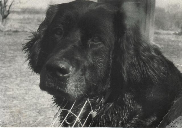 Фото: ньюфаундленд Кристи Оулустив