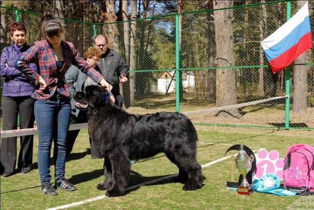 Фото: ньюфаундленд Акватория Келвин Нозерн Спирит (Aquatoriya Kelvin Northern Spirit)