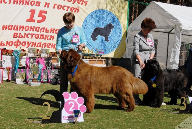 Фото: ньюфаундленд Изабель из Царства Медведей