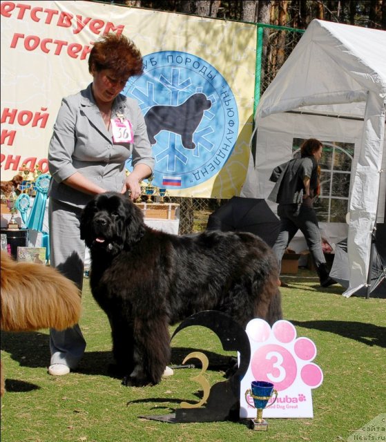 Фото: ньюфаундленд Наварро Дэлюкс из Медвежьего Яра