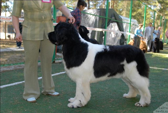 Фото: ньюфаундленд Супер Премиум Женева (Super Premium Zheneva)