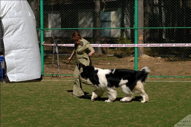 Фото: ньюфаундленд Супер Премиум Женева (Super Premium Zheneva)