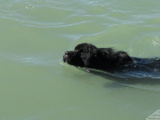 Фото: ньюфаундленд Topgallant's Attorney