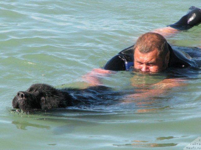Фото: ньюфаундленд Topgallant's Attorney, Юрий Малев