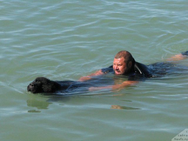 Фото: ньюфаундленд Topgallant's Attorney, Юрий Малев