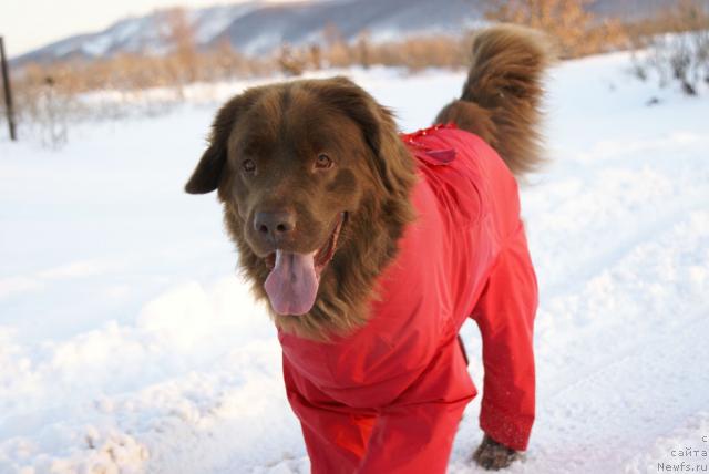 Фото: ньюфаундленд Лесная Сказка Изольда