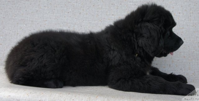 Фото: Piternyuf Edelweiss 3 месяца