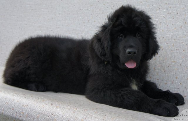 Фото: Piternyuf Edelweiss 3 месяца