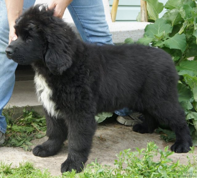 Фото: Piternyuf Edelweiss 3 месяца
