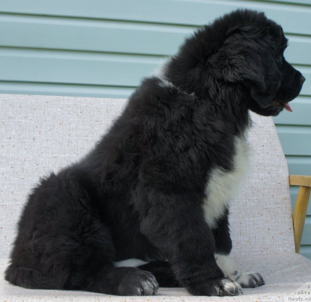 Фото: Piternyuf Enigma 3 месяца