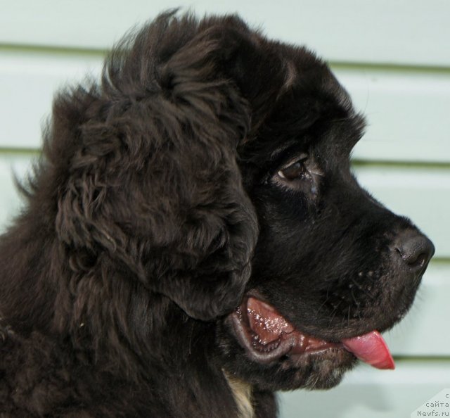 Фото: Piternyuf Enigmf 3 месяца