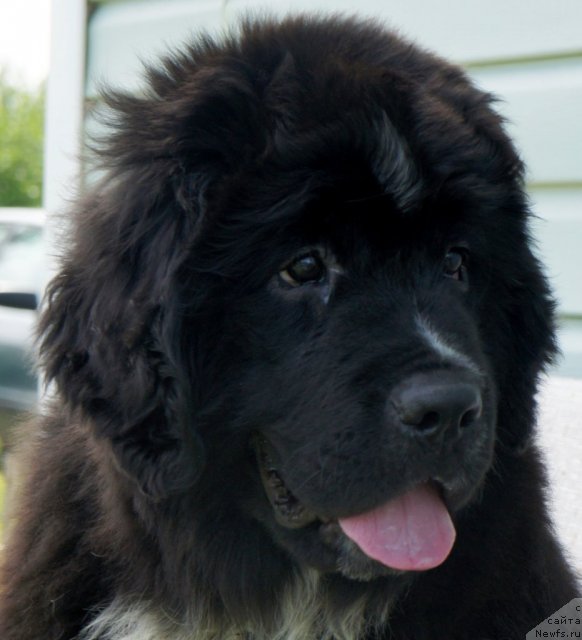 Фото: Piternyuf Enigma 3 месяца