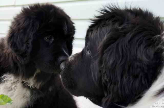 Фото: Piternyuf Enigma, ньюфаундленд Маг Исполин Карте Бланч фор Питерньюф (Mag Ispolin Carte Blanche for Piternyuf)