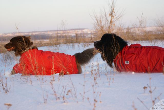 Фото: ньюфаундленд Лесная Сказка Изольда, ньюфаундленд Юган с Тоянова Городка (Ygan s Toyanova Gorodka)