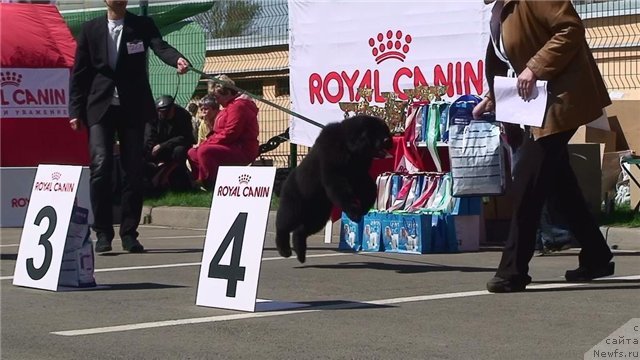 Фото: ньюфаундленд New Beothuks Gold for Smigar