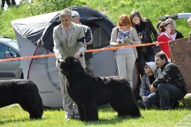 Фото: ньюфаундленд Black Pretender Kazko Slupski