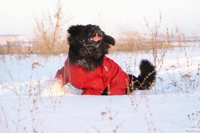 Фото: ньюфаундленд Юган с Тоянова Городка (Ygan s Toyanova Gorodka)