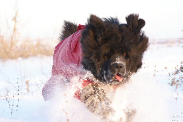 Фото: ньюфаундленд Юган с Тоянова Городка (Ygan s Toyanova Gorodka)