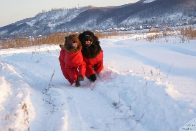 Фото: ньюфаундленд Лесная Сказка Изольда, ньюфаундленд Юган с Тоянова Городка (Ygan s Toyanova Gorodka)