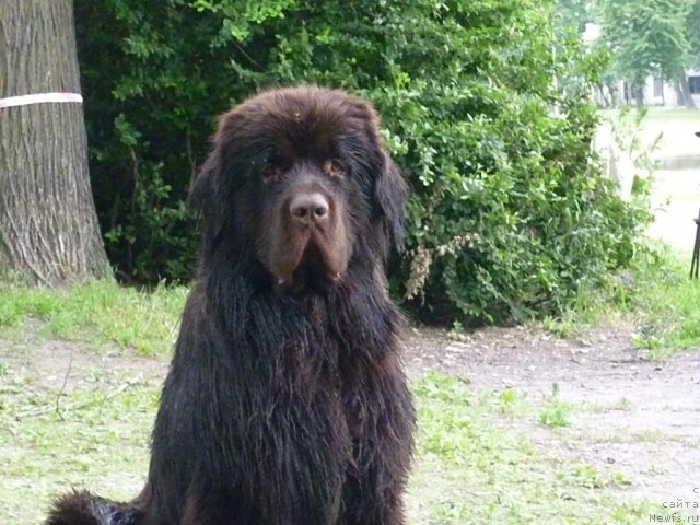 Фото: ньюфаундленд Фанньюф Успех в Шоколаде