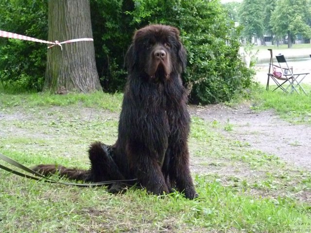 Фото: ньюфаундленд Фанньюф Успех в Шоколаде