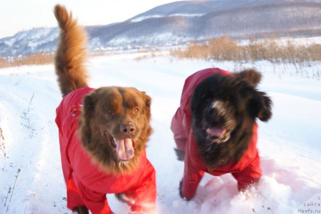 Фото: ньюфаундленд Юган с Тоянова Городка (Ygan s Toyanova Gorodka), ньюфаундленд Лесная Сказка Изольда